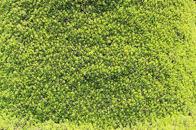 澳大利亚麦当劳50周年庆 索尼PS5联名手柄被吐槽